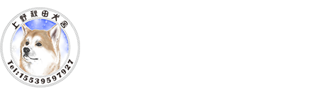 日本秋田犬