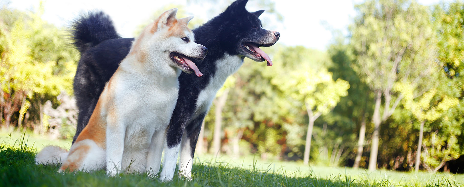 日本秋田犬_黑虎秋田犬-上野中国秋田犬舍