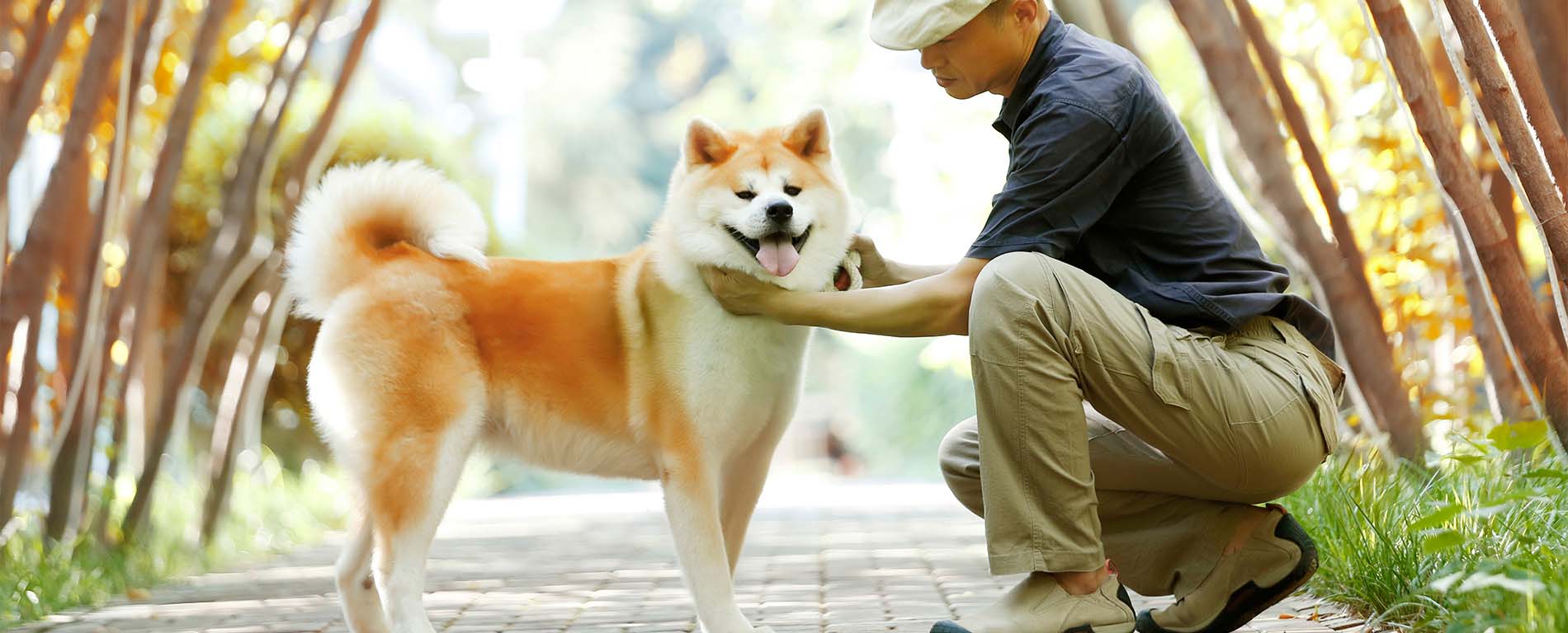 国礼秋田犬_日本秋田犬-上野中国秋田犬舍