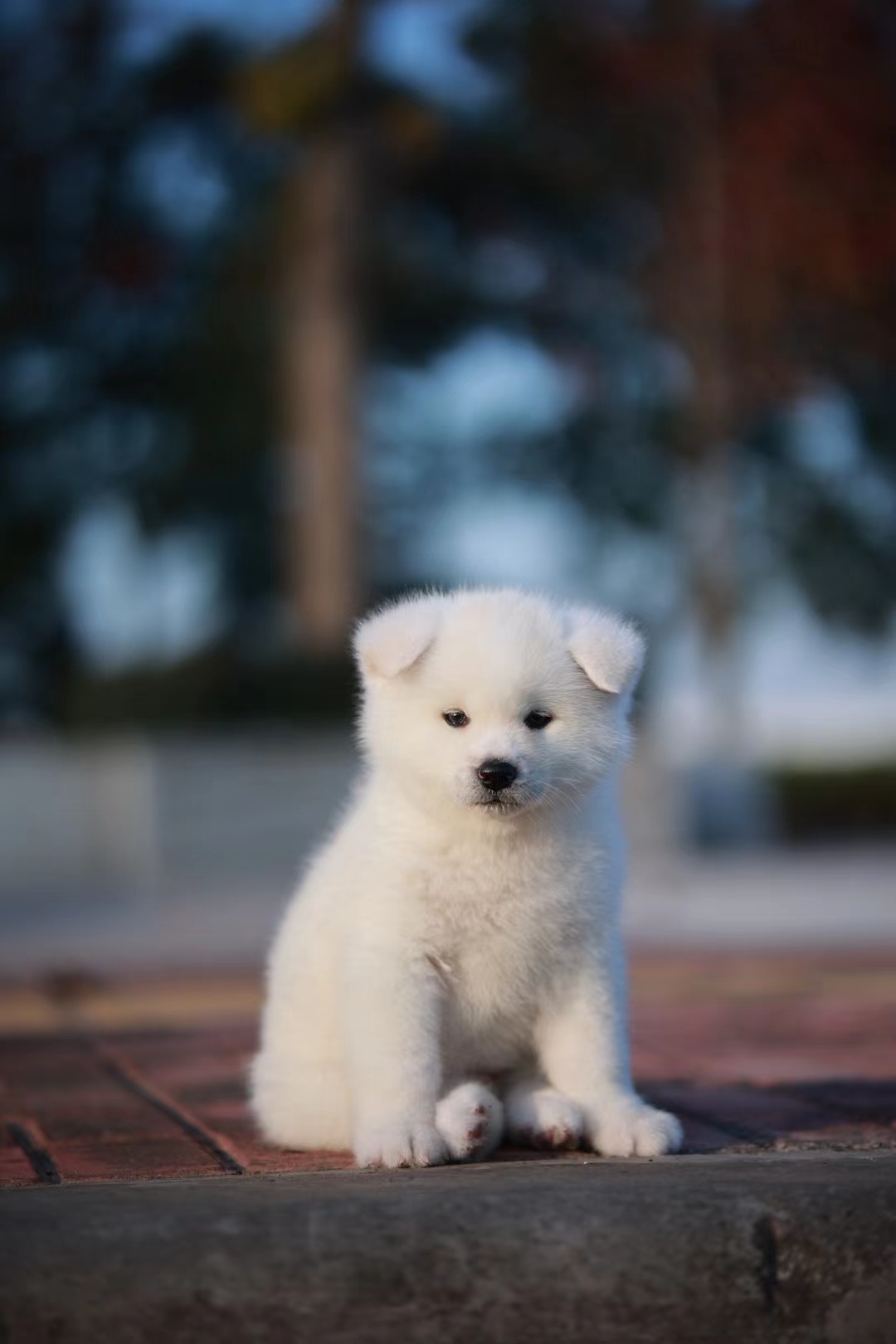 已售幼犬|在售幼犬|日本秋田犬_白色秋田犬_虎斑秋田犬-上野秋田犬舍