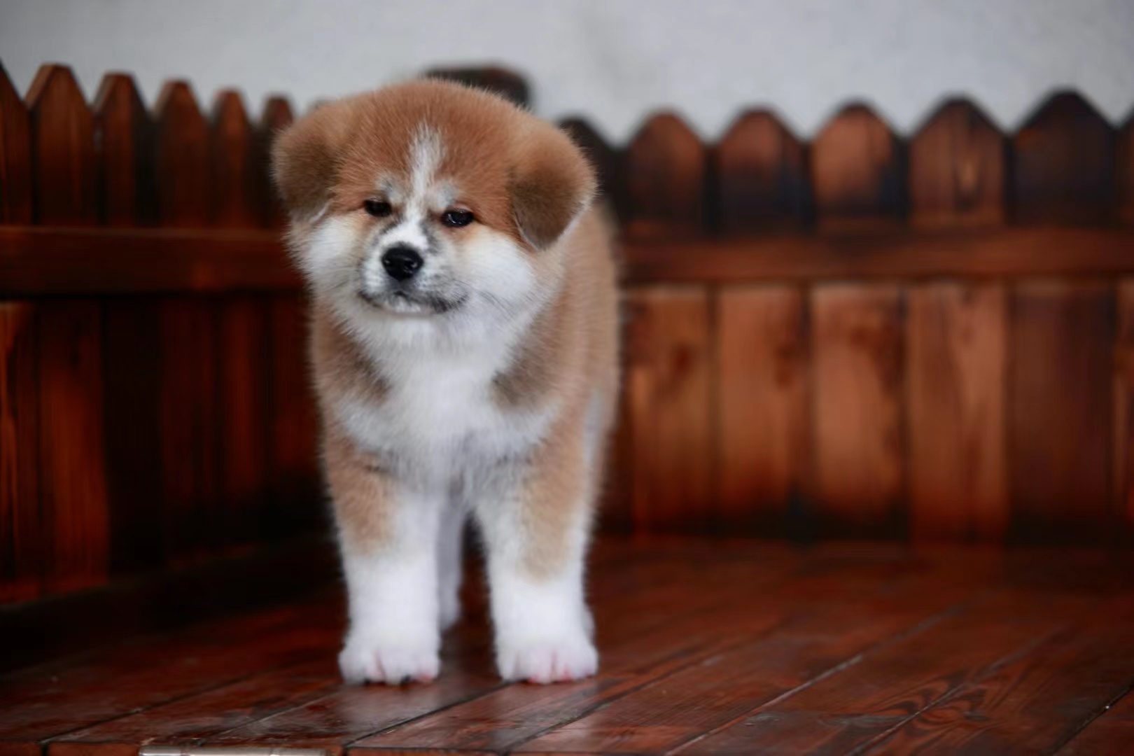 已售幼犬|在售幼犬|日本秋田犬_白色秋田犬_虎斑秋田犬-上野秋田犬舍