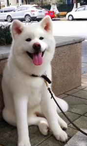 上野中国秋田犬舍